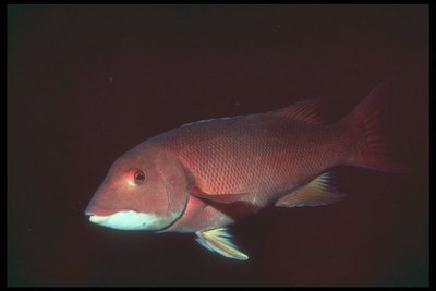 Fisk i röd med en vit fläck på hans huvud