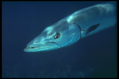 Kepala panjang ikan dengan gigi tajam