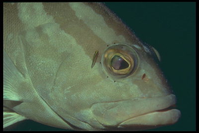 Light-brązowe paski dzwonka ryby