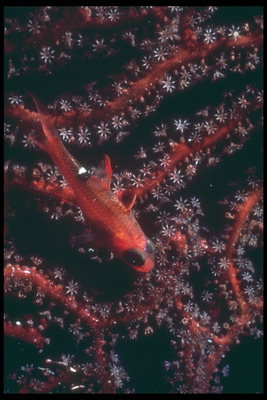 Риба червоного кольору з великими чорними очима