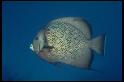 Ash-värviline kala koos pruuni laigud
