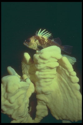 Ikan dengan tajam Fins di belakang sebuah batu karang