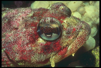 Главата на рибата в червената точка