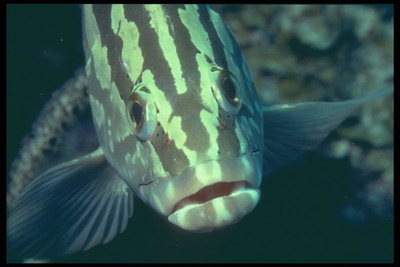 The fish with big lips and head with stripes