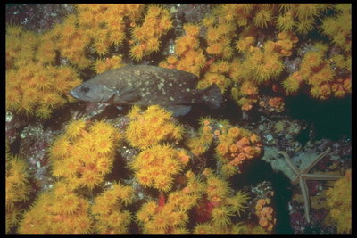 Браун риба на фона на жълто водорасли