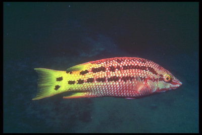 Ryba na czerwono streak