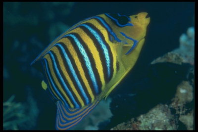 Vaivorykštinis žuvis. Mėlyna, geltona, juoda juostelės