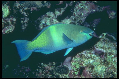 Fisch in hellgrün und hellblau Ton