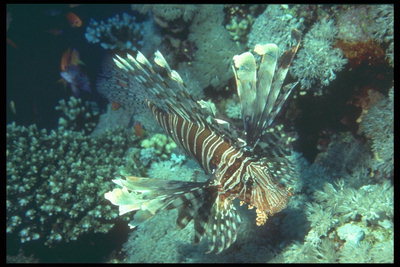 Riba-molja z več vrstic plavuti