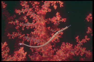 Ψάρια με μακρά λεπτό σώμα σε κόκκινο φόντο Coral