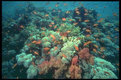 Pequeños peces de color naranja en las plantas marinas