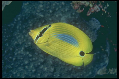 Le poisson bleu avec bande sur le corps et un point noir de la queue