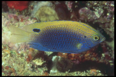 Fisk med mörk-blå rygg och gul mage