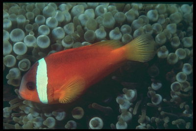 Тъмно-червена риба с бяло райе-яка