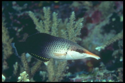 Un pesce, con un lungo naso