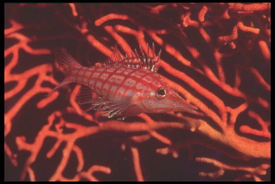 Ikan merah dalam sel