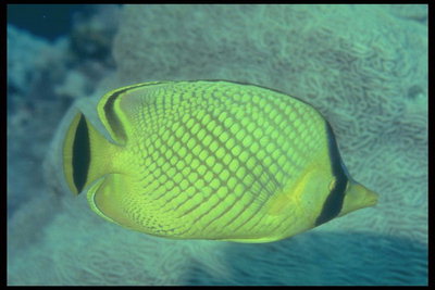 Fisk med lysende gule