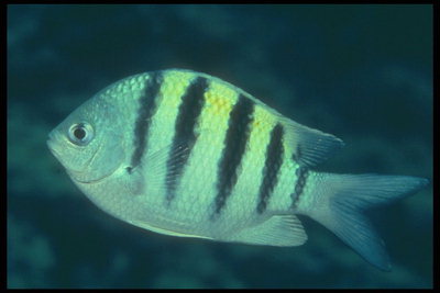 Светло-салатового цвета рыба
