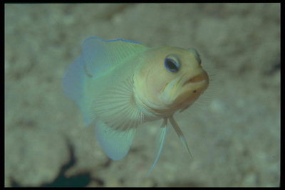 Ryba s šilhat oči