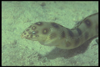 Anguila es de color marrón claro con aletas largo en todo el cuerpo