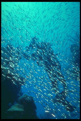 Diver στο παρασκήνιο των μικρών ψαριών