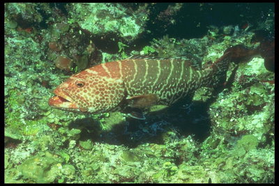Fish, brown with white spots