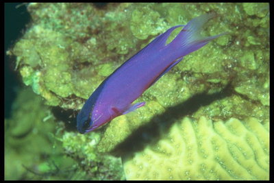 Bright purple fish with a dark blue stripe on the forehead