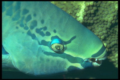 Balık geniş dişler ile mavi plaka