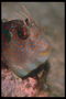Fisk med røde horn i tochechku