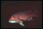 Fish en rouge avec une tache blanche sur la tête