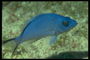 El pescado azul transparente con aletas
