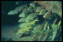 Peces en el palo de algas marinas