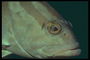 Light-bruna tonen randiga fisk