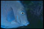 明るい青に薄紫色の縞模様の魚