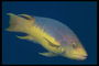ปลาที่มีสีเหลืองท้องและหลัง lilac