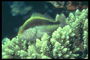 Fish Young Coral