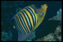 Rainbow peixes. Azul, amarela, negro listras