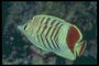 Flat fish in brown-striped