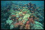 Pequeños peces de color naranja en las plantas marinas