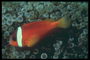 Los peces de color rojo oscuro con rayas blancas de cuello