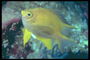 Os peixes son amarela cunha transparente e brillante amarela barbatanas