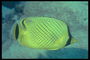 Les poissons lumineux jaune