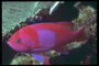 Риба в рожевих, бузкові, червоних кольорів
