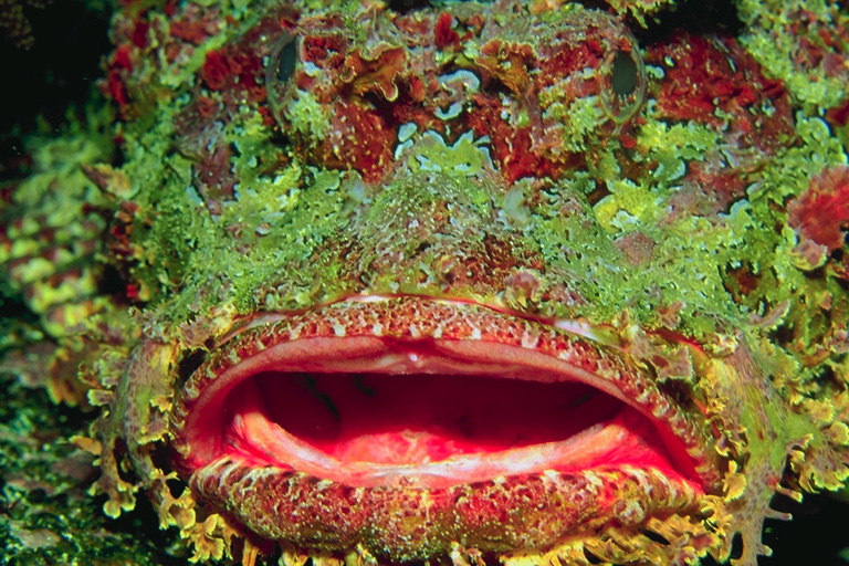 Голова рыбы заселенная разнообразными паразитами
