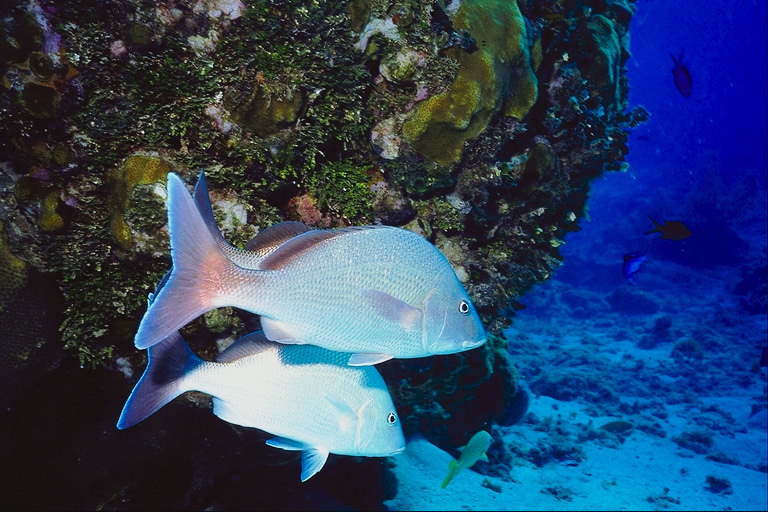 Рыбы светло-голубого цвета с широкими хвостами