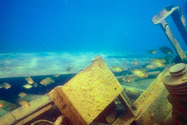 Золотистого цвета рыбки среди металических частей затонувшего корабля