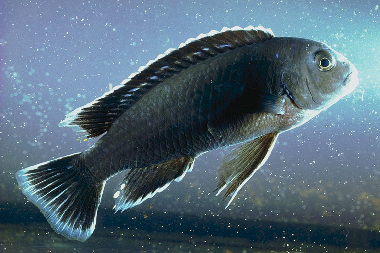 Рыба с широким и острым плавником на спине