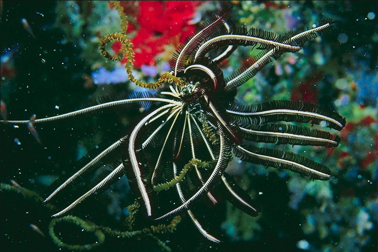Жители морских глубин
