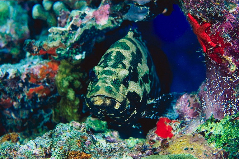 Рыба темно-зеленого цвета в светло-салатовых пятнах