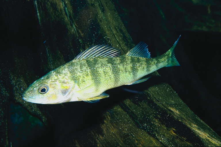 Салатовая рыба в широких зеленых полосках